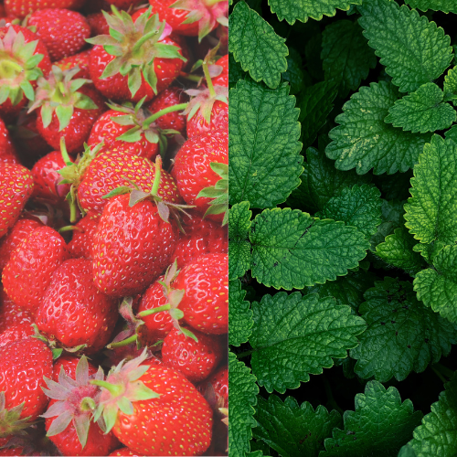 Strawberry Mint Herbal Tea – The Secret to Refreshing Hydration & Wellness