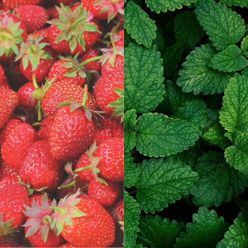 Strawberry Mint: Energy Boost Tea